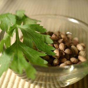 گشنیز